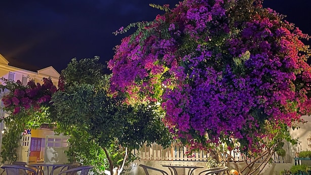 Vue nocturne d’un espace piscine avec un patio bien éclairé et un grand arbre aux fleurs violettes.