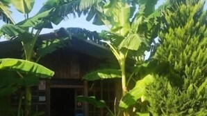 A rustic building with a wooden facade, surrounded by lush banana trees and greenery. - Nostalgia World Boutique Hotel (Manavgat)