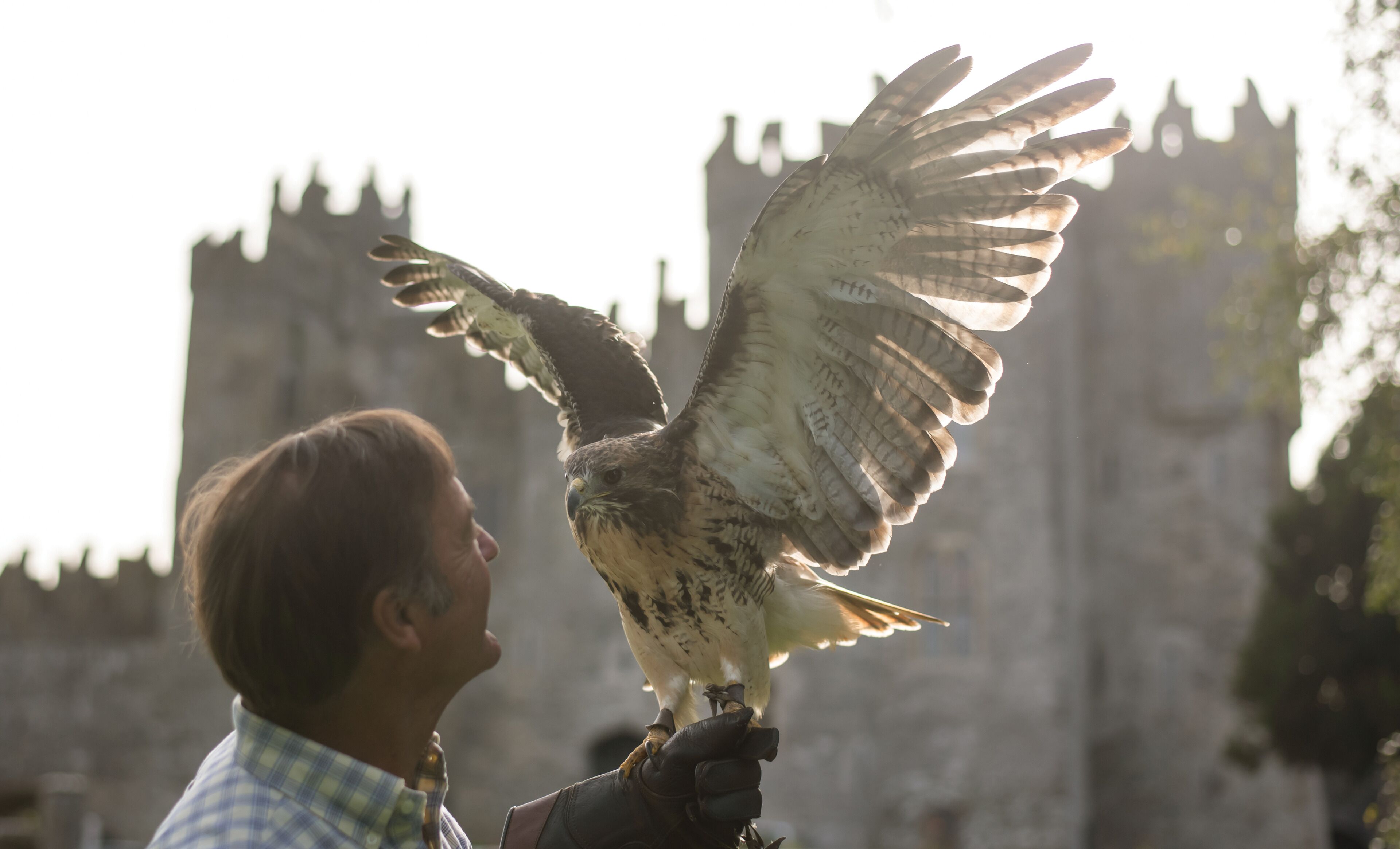 A person holding a bird of prey with outstretched wings, with a castle-like structure in the background.
