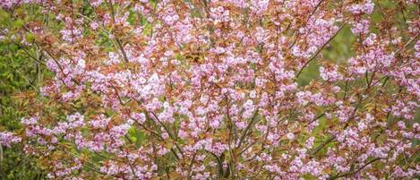 Un denso grupo de árboles en floración de color rosa.
