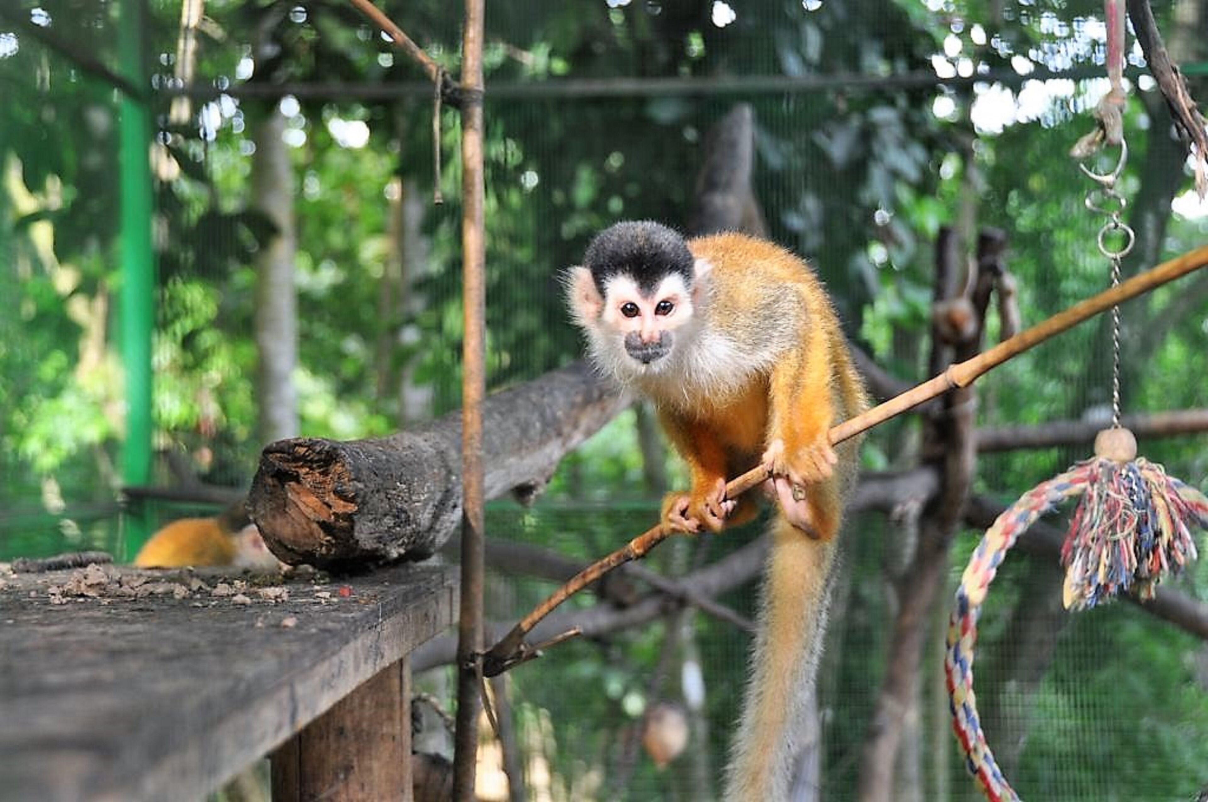 A monkey on a branch in a zoo enclosure.