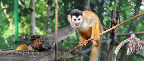 A monkey on a branch in a zoo enclosure.