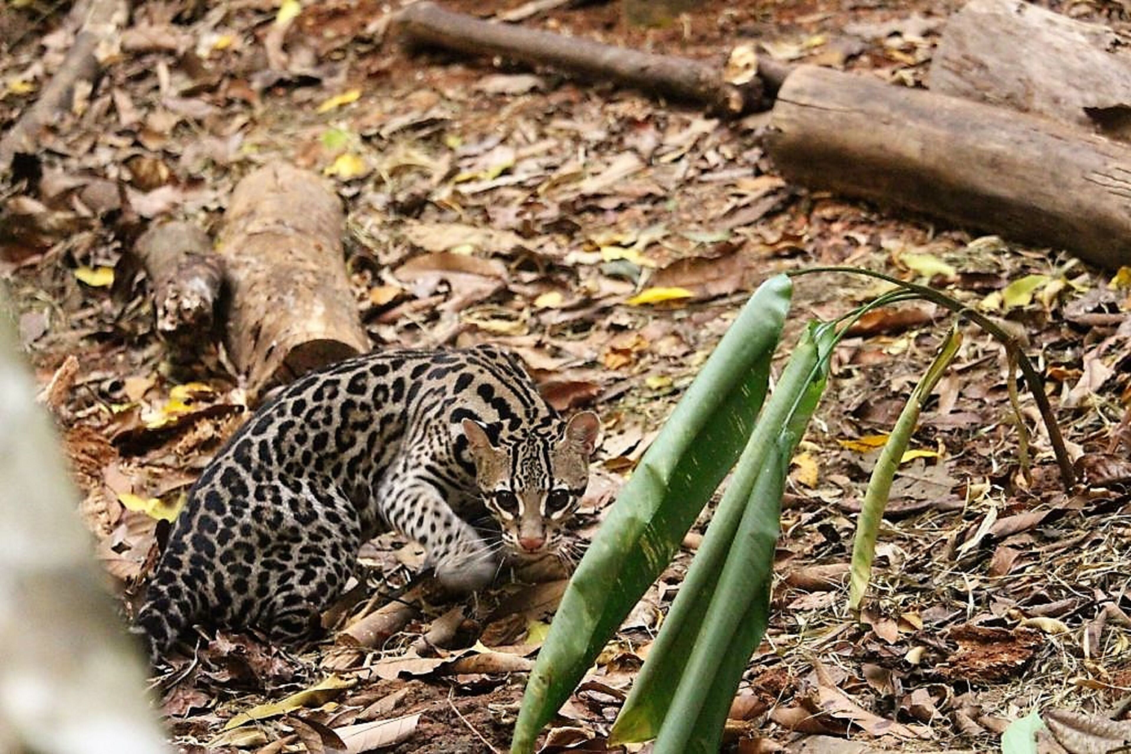 A wild cat in a natural setting with leaf-covered ground and a log in the background.