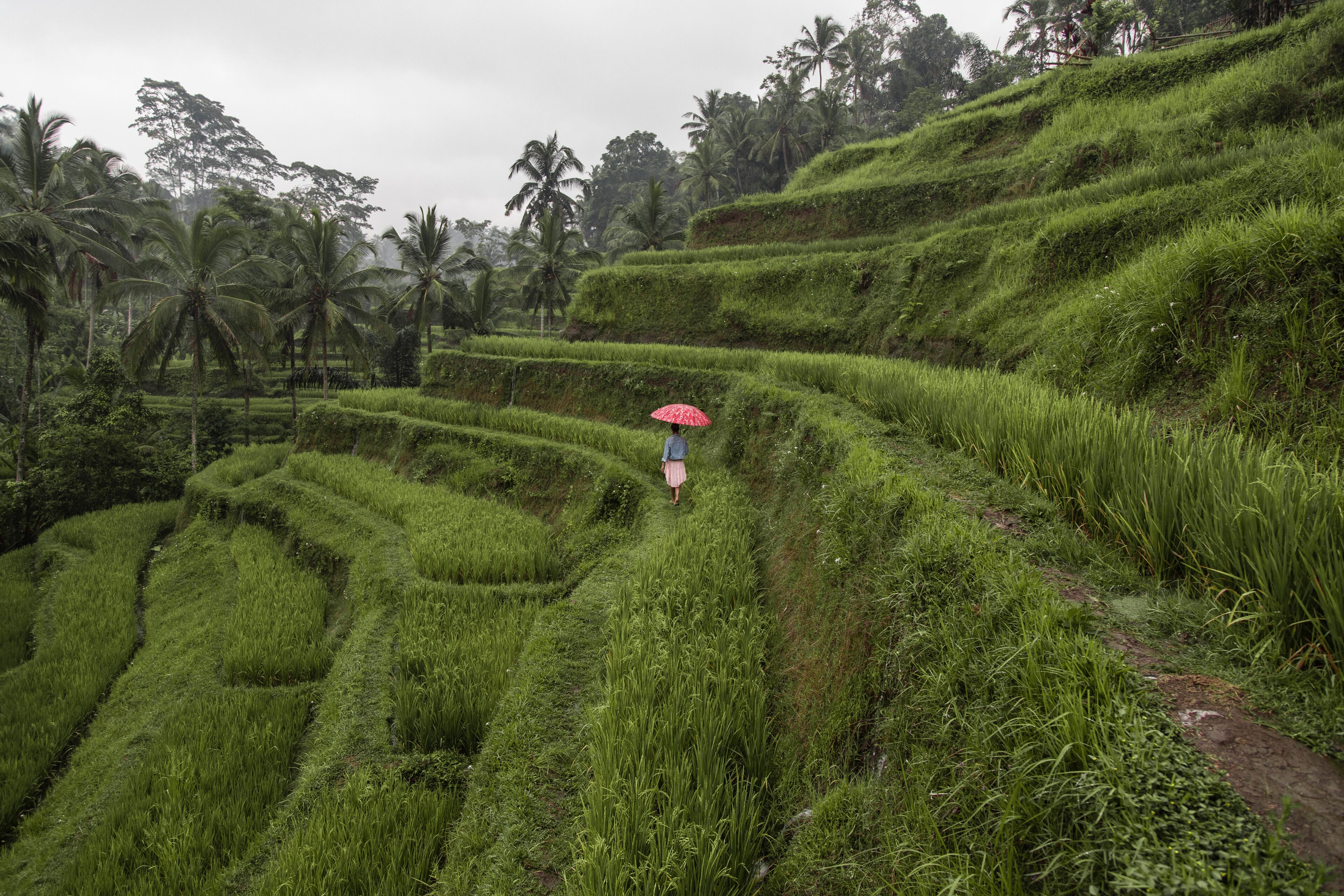 Photo - The Westin Resort & Spa Ubud, Bali