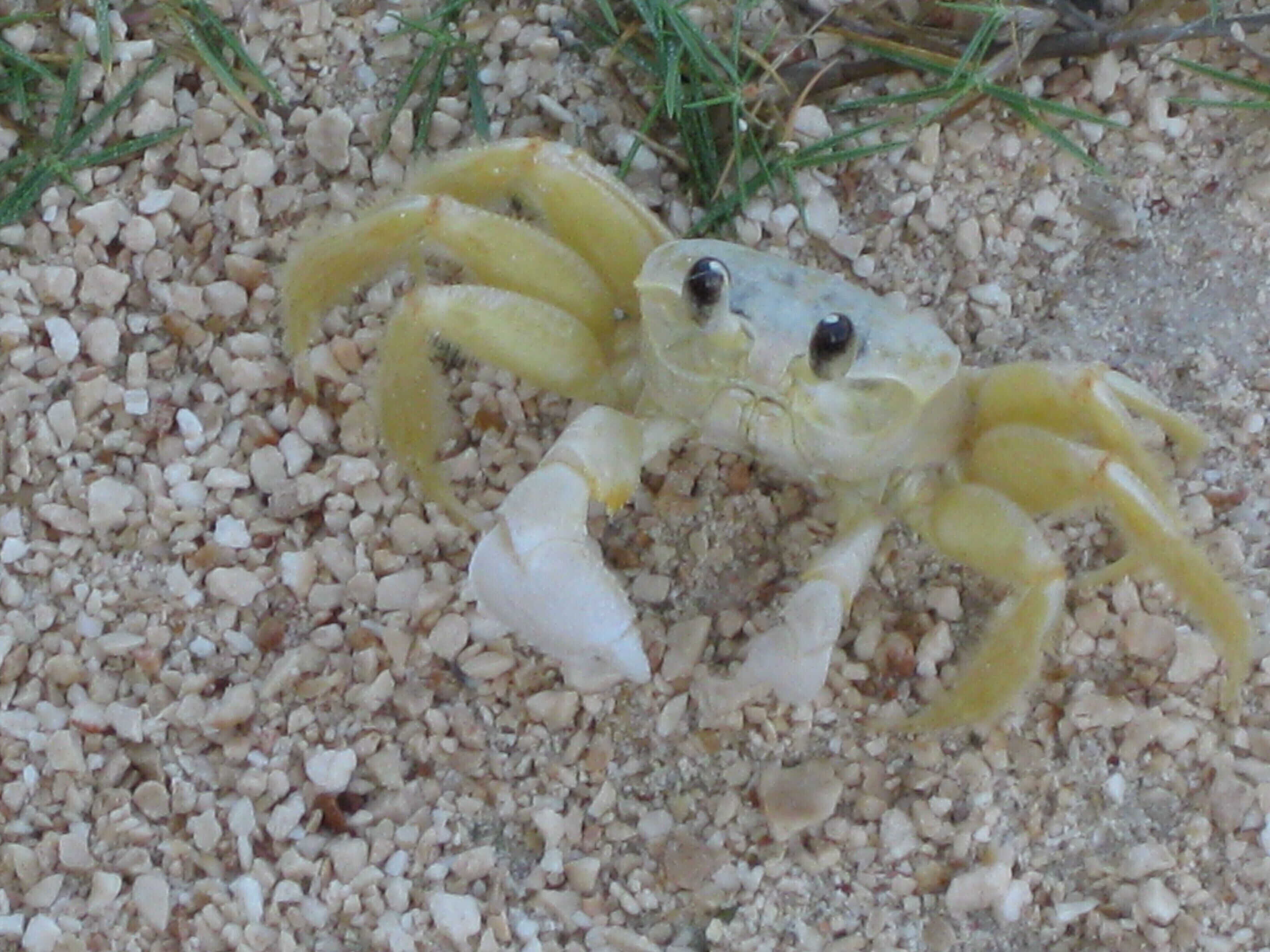 Un crabe sur une surface sablonneuse parsemée de petits galets.