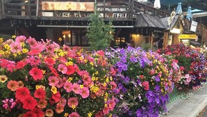En rad med färgstarka blomsterrabatter längs en trottoar, med en träbyggnad i bakgrunden som har en neonreklamskylt.