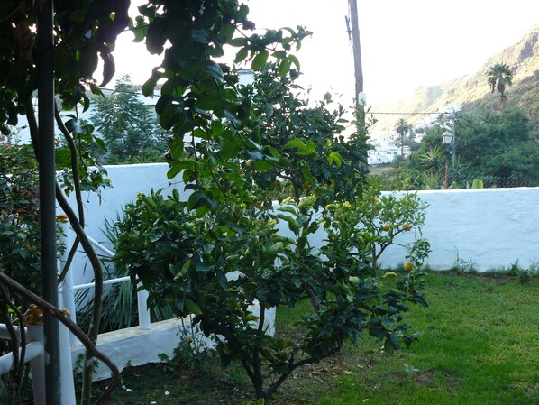 Un espace jardin agrémenté d’un mur blanc et d’un arbre aux feuilles vertes.