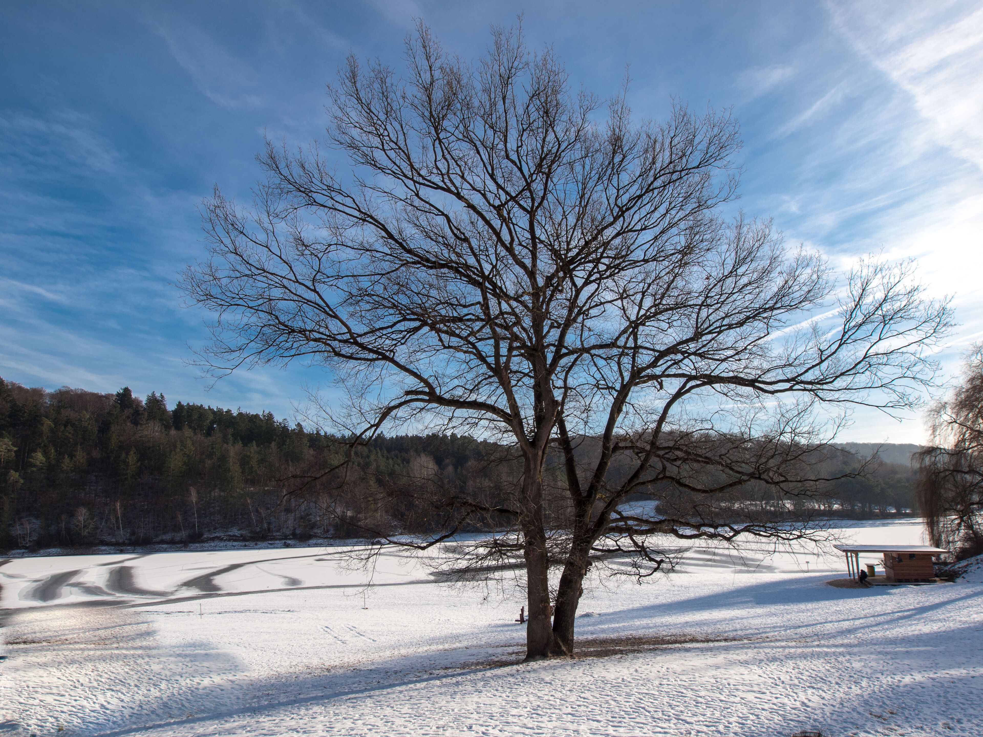 A snow-covered landscape with a large leafless tree in the foreground and a wooden structure in the background.