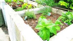 Raised garden beds with various plants, a wooden fence, and a concrete path.