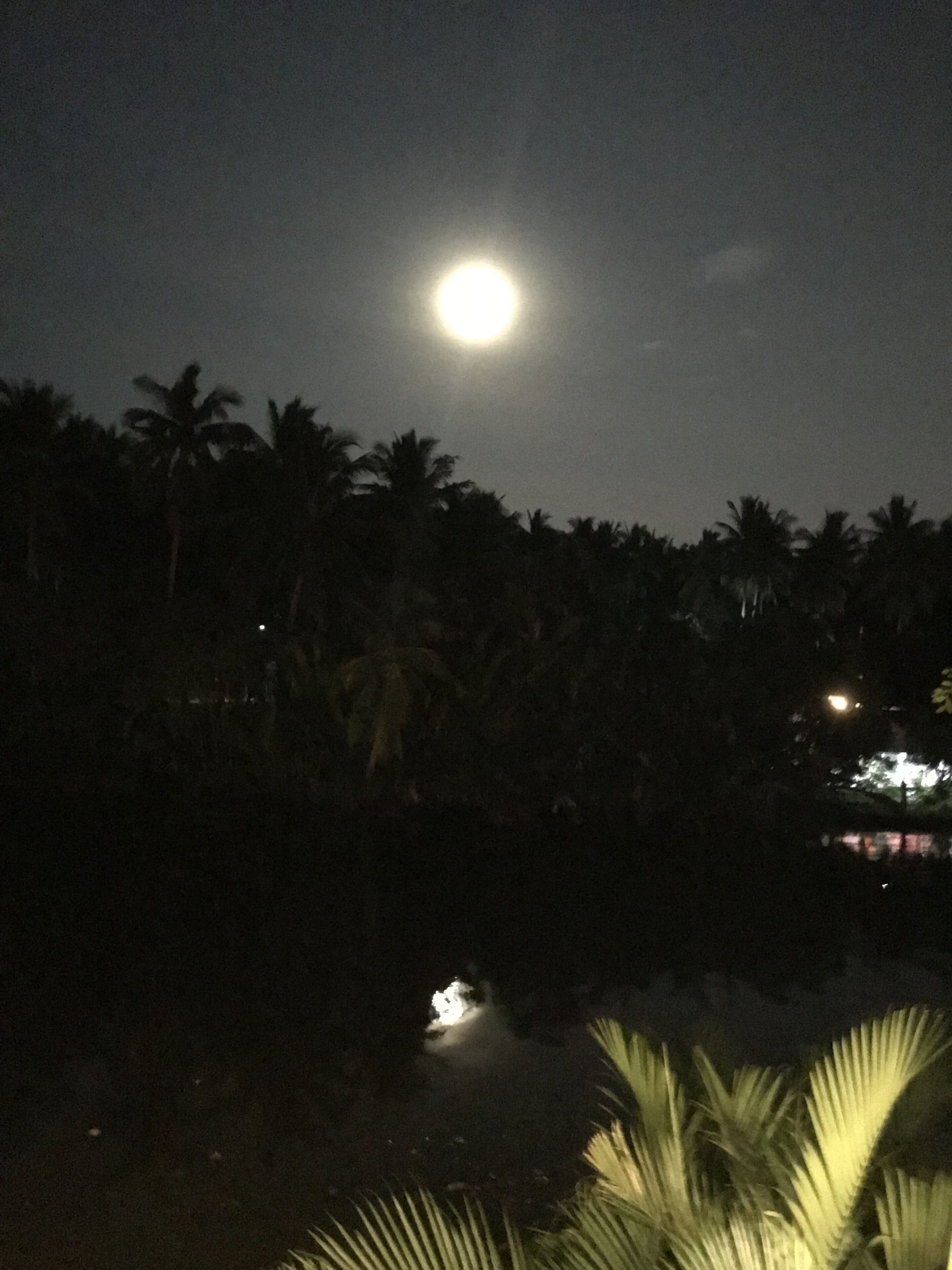 A night scene with a bright moon, palm trees, and a body of water reflecting light.