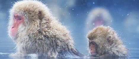 Two snow monkeys in a body of water with a blurred background.