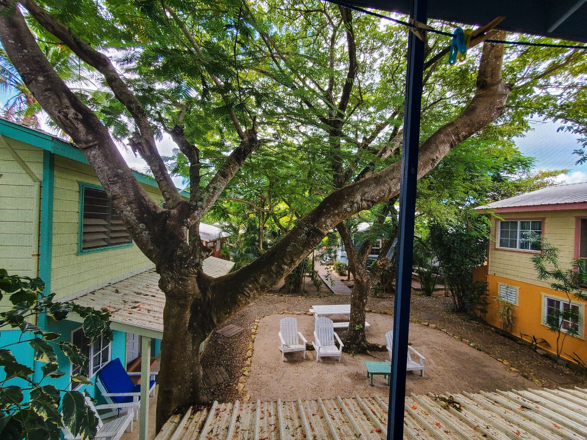 Un cortile con un grande albero, posti a sedere all'aperto e vista sulle case vicine.