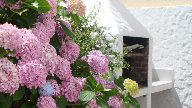 A garden with pink hydrangea bushes and a white stone wall. - Triplex Nro 2 Costa Atlantica Argentina (San Bernardo del Tuyú)