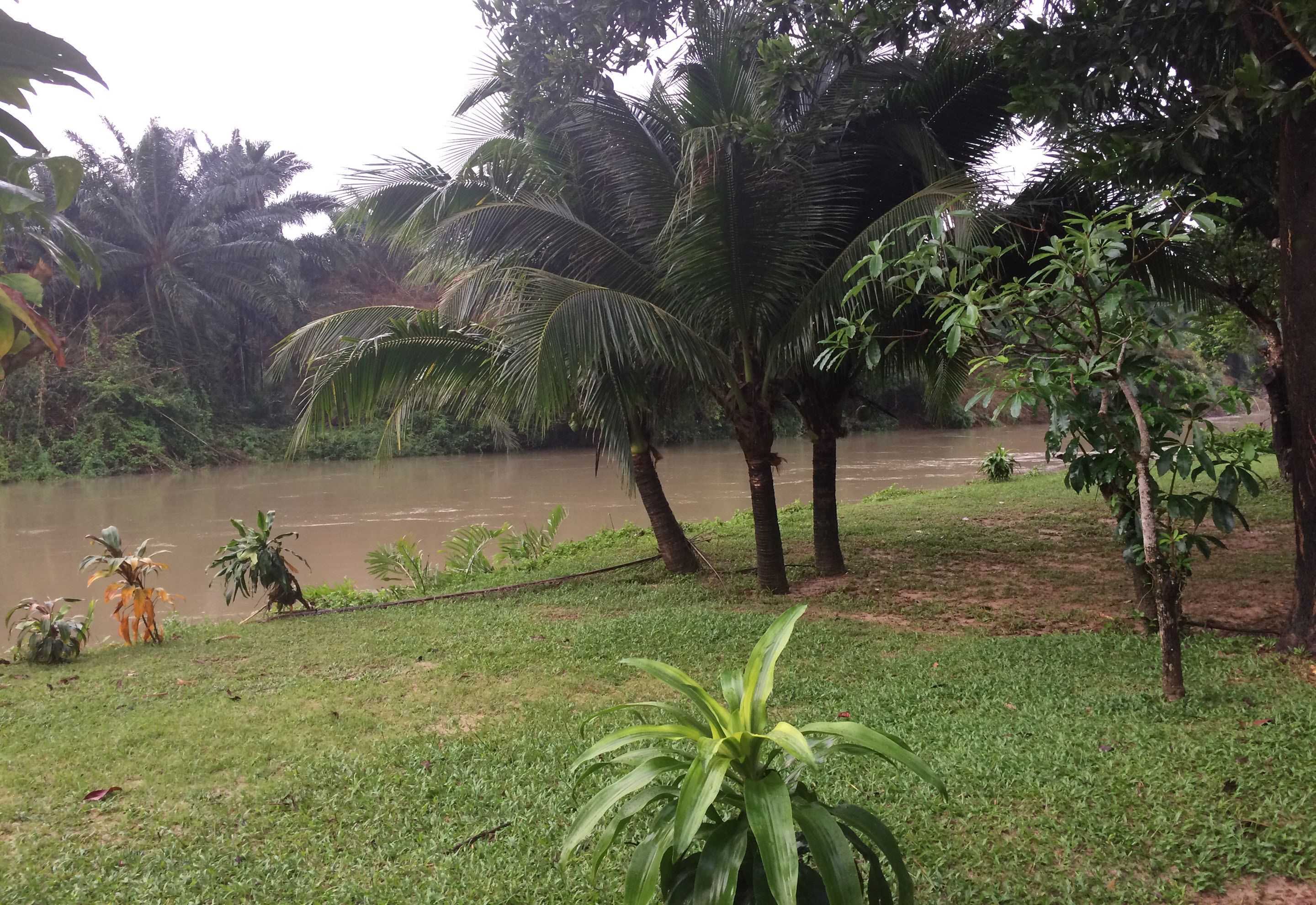 A riverbank with palm trees and a grassy area.