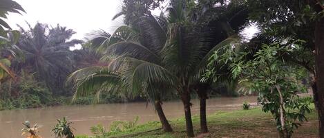 A riverbank with palm trees and a grassy area.