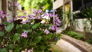 A garden with purple flowers and green foliage in front of a building with a stone pathway. - Rao Ga Khao Resort (Pak Chong)