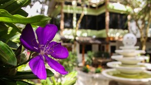 A purple flower in a garden with a traditional Japanese-style fountain in the background. - Rao Ga Khao Resort (Pak Chong)