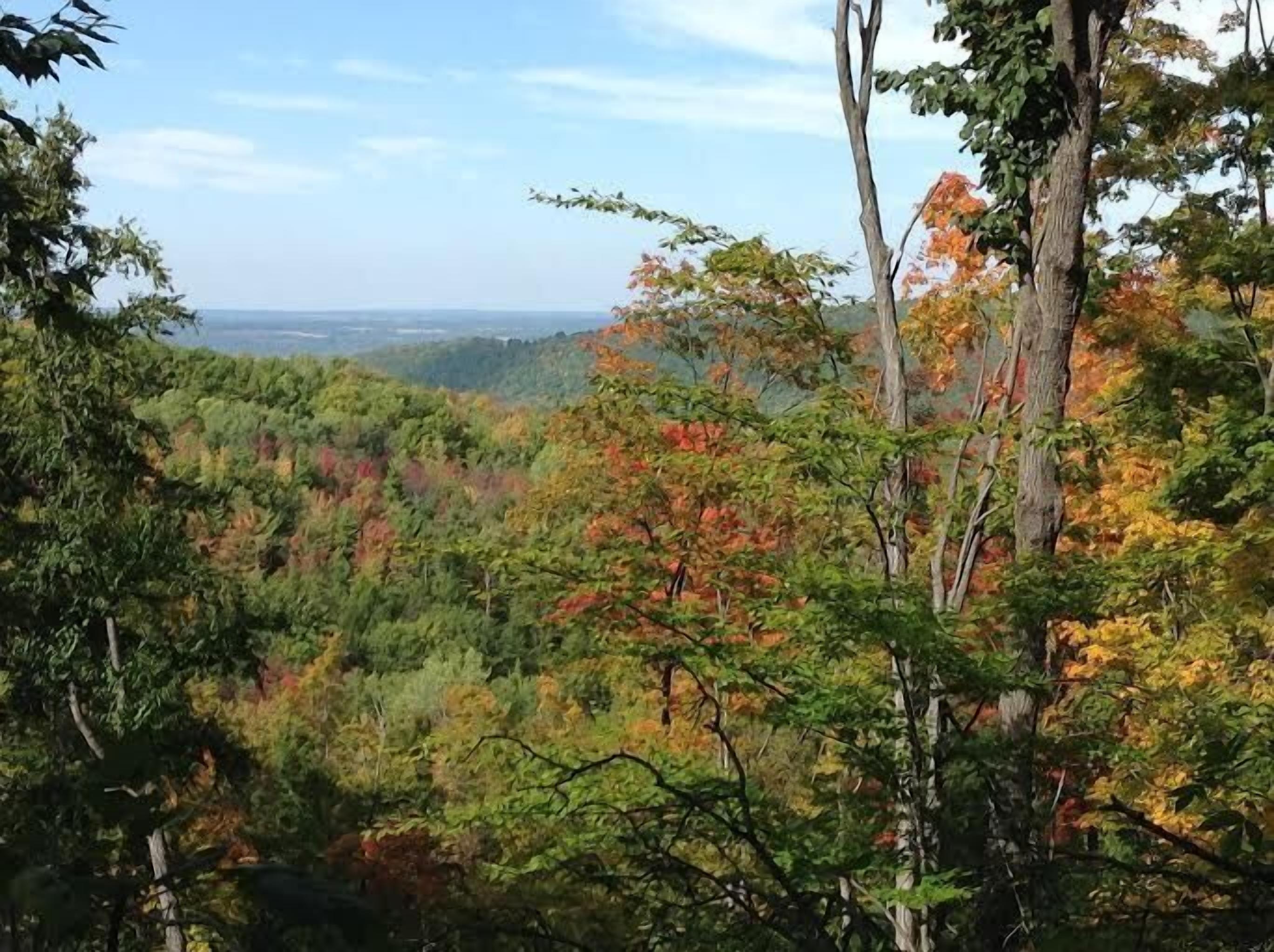 Un paysage boisé où l’on peut admirer une variété d’arbres aux couleurs automnales.