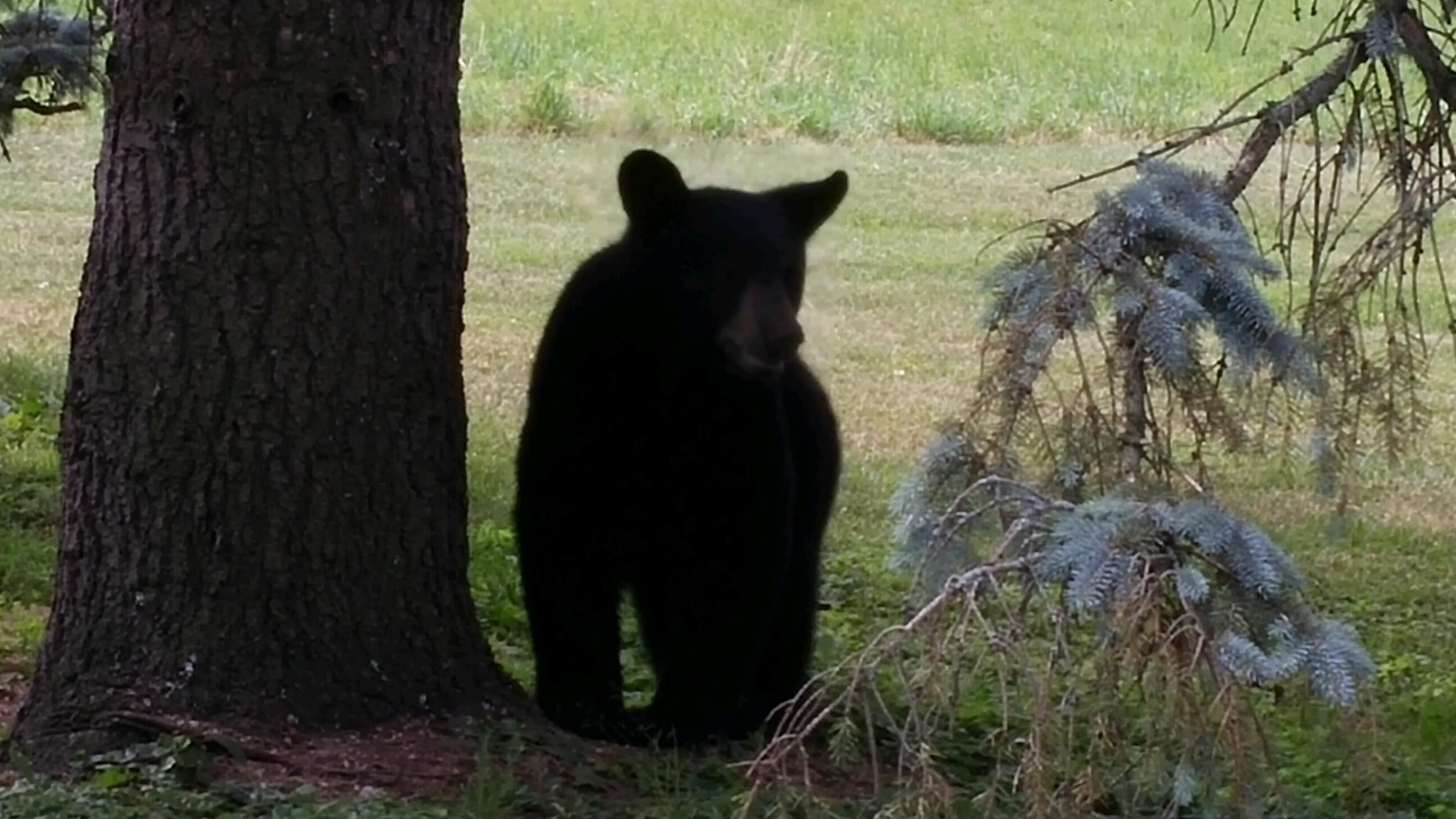 Un oso de pie al lado de un árbol en una zona cubierta de hierba.