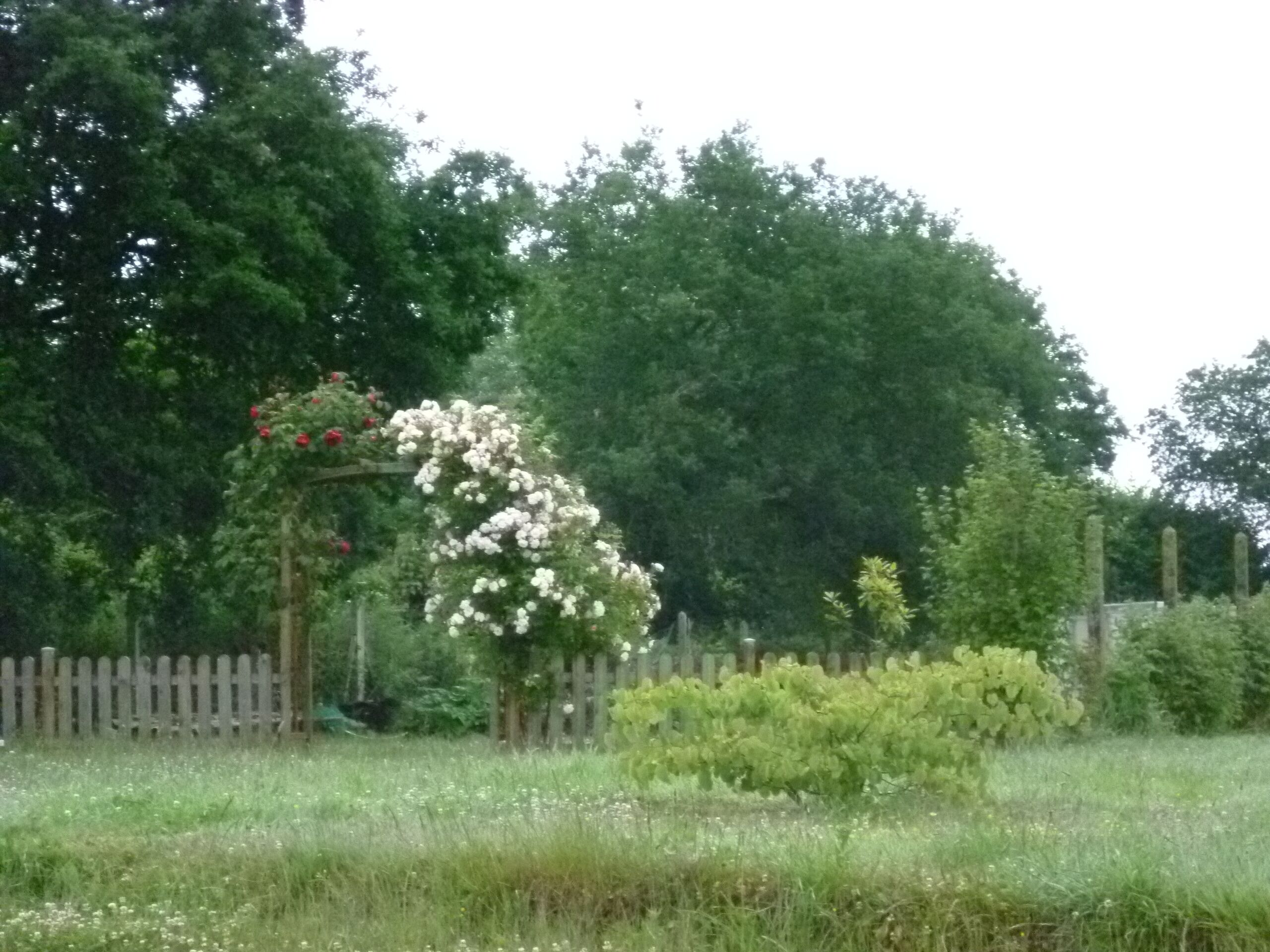 Een tuin met een witte bloeiende boom, een houten omheining en weelderige groene begroeiing.