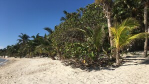 Ein Sandstrand mit Palmen und blauem Himmel.