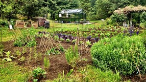 A garden with raised beds, a greenhouse, and a wooden structure. - Cottage-in-the-Barn on Dragonfly Farm (Eastsound)