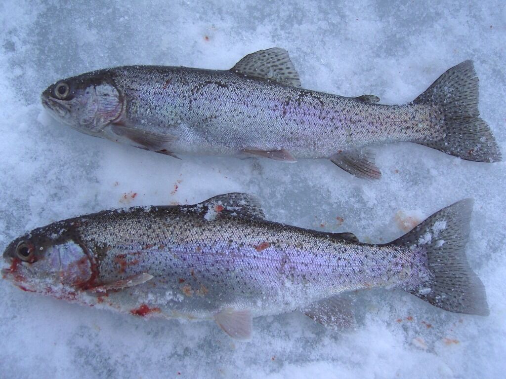 Dos peces sobre hielo.
