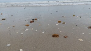 A beach with scattered seashells and rocks. - Arunee Resort Koh Chang (Ko Chang)