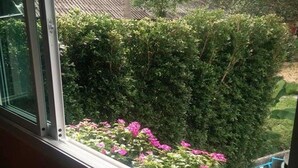 A window with a view of a hedge and pink flowers. - Arunee Resort Koh Chang (Ko Chang)