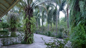 Un sendero de concreto rodeado de abundante vegetación y altas palmeras.