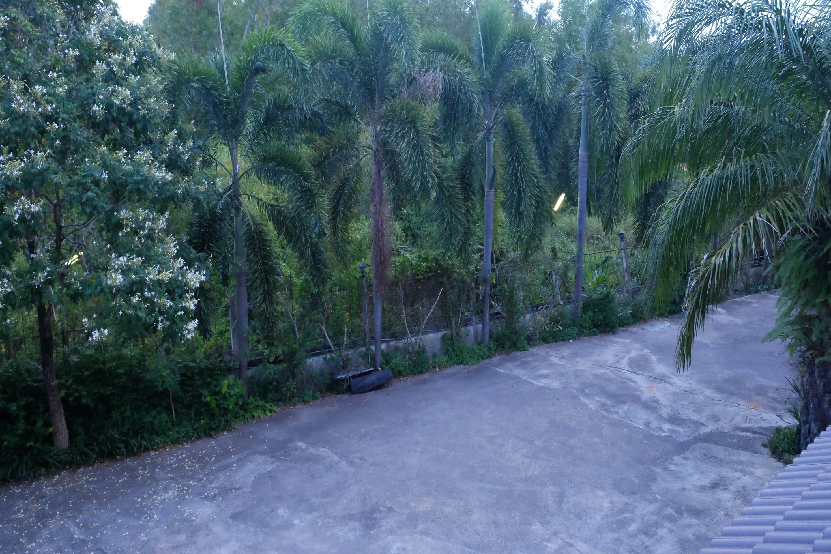 Un sendero pavimentado rodeado de vegetación exuberante y altas palmeras.