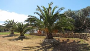 Un área ajardinada con palmeras, un muro de piedra y un sendero de tierra.
