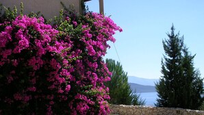 A gravel path leading to a stone wall with vibrant pink bougainvillea flowers and a coniferous tree.