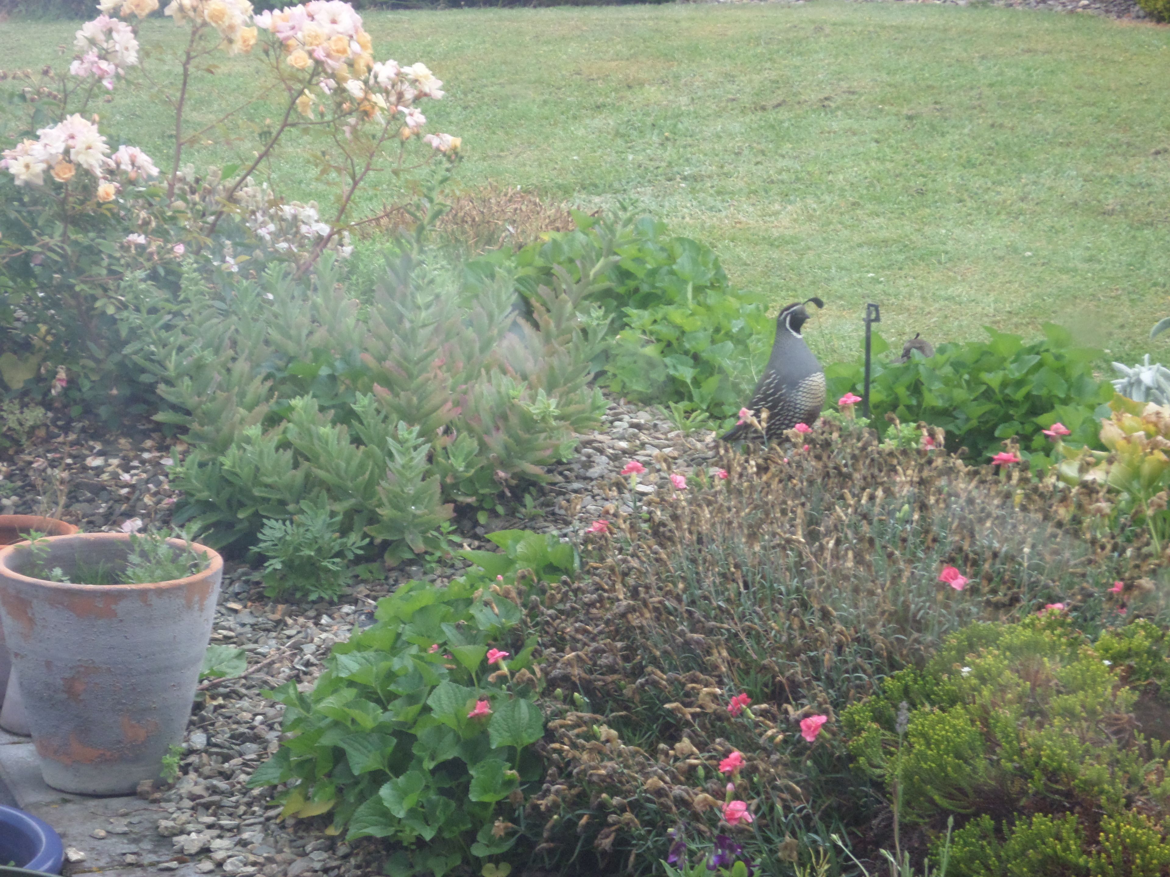 Un jardin avec différentes plantes et fleurs, un oiseau et une clôture en métal.