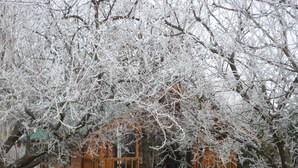 A wooden cabin with a porch, surrounded by snow-covered trees. - Central Chalets (Alexandra)