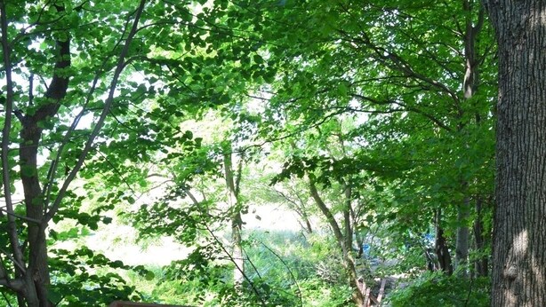 A wooden staircase leading up to a wooden platform surrounded by trees. - Cozy Lakeside Cottage.... with access to a private beach! (Lakeside)