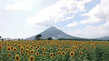 A field of sunflowers with a mountain in the background.