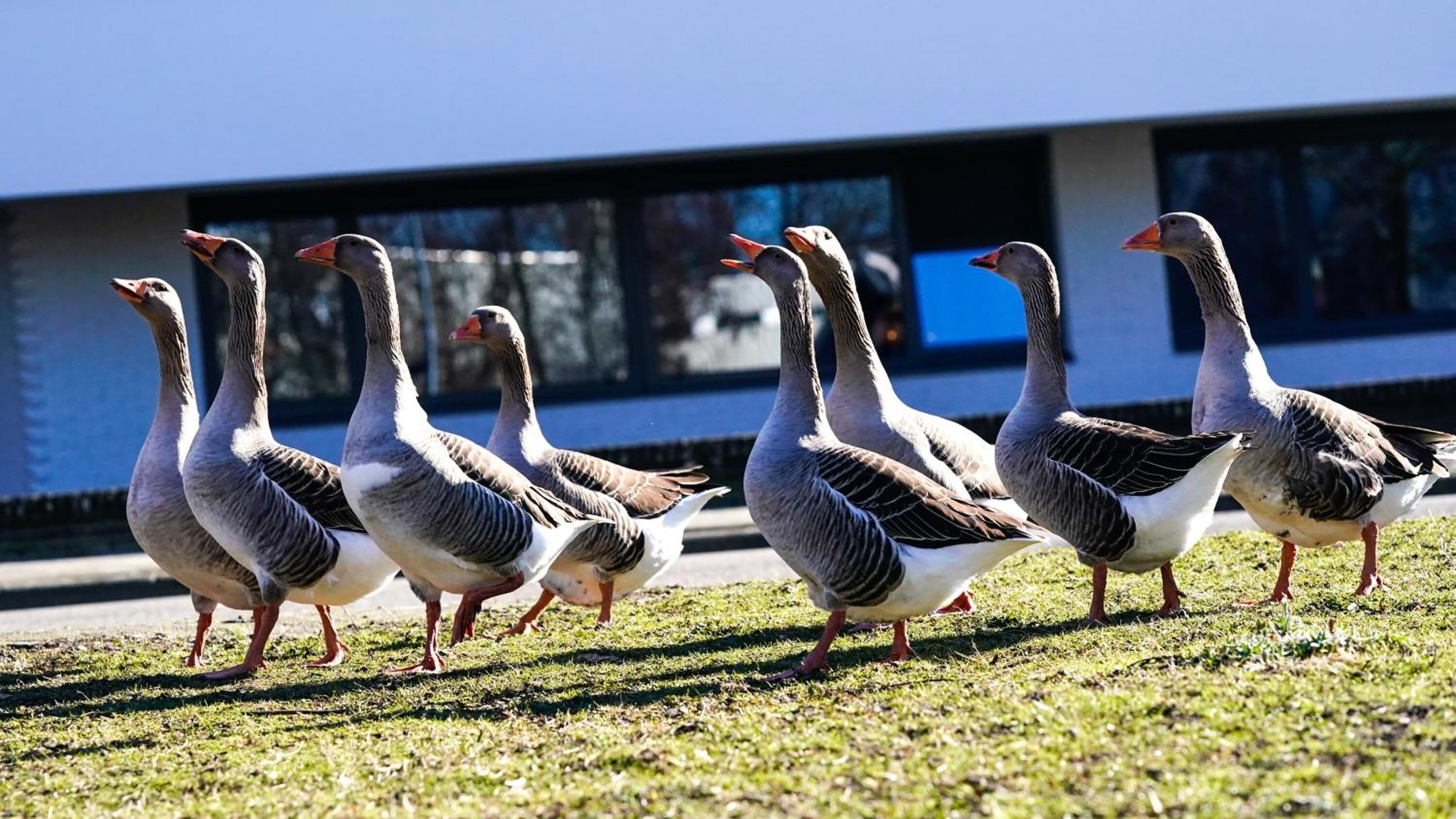 Un groupe d’oies se promène sur une pelouse devant un bâtiment doté de grandes fenêtres.