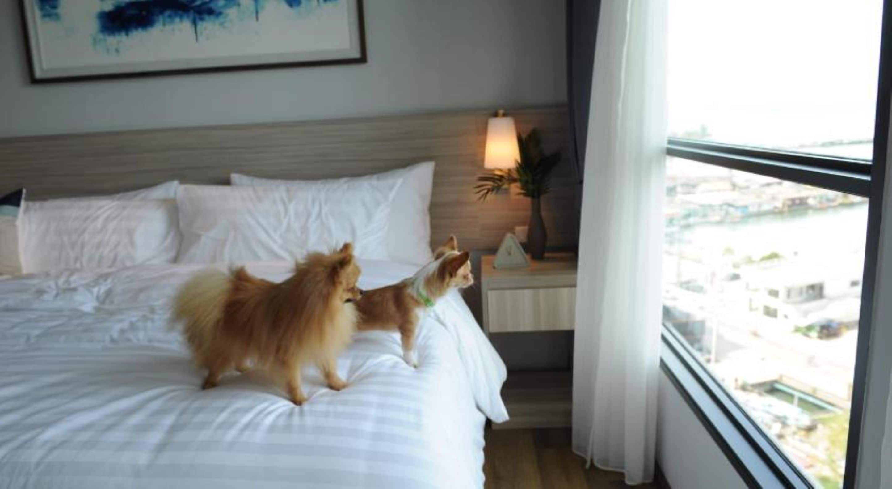 Een hotelkamer met een bed, een nachtkastje met een lamp en een raam met uitzicht op gebouwen.
