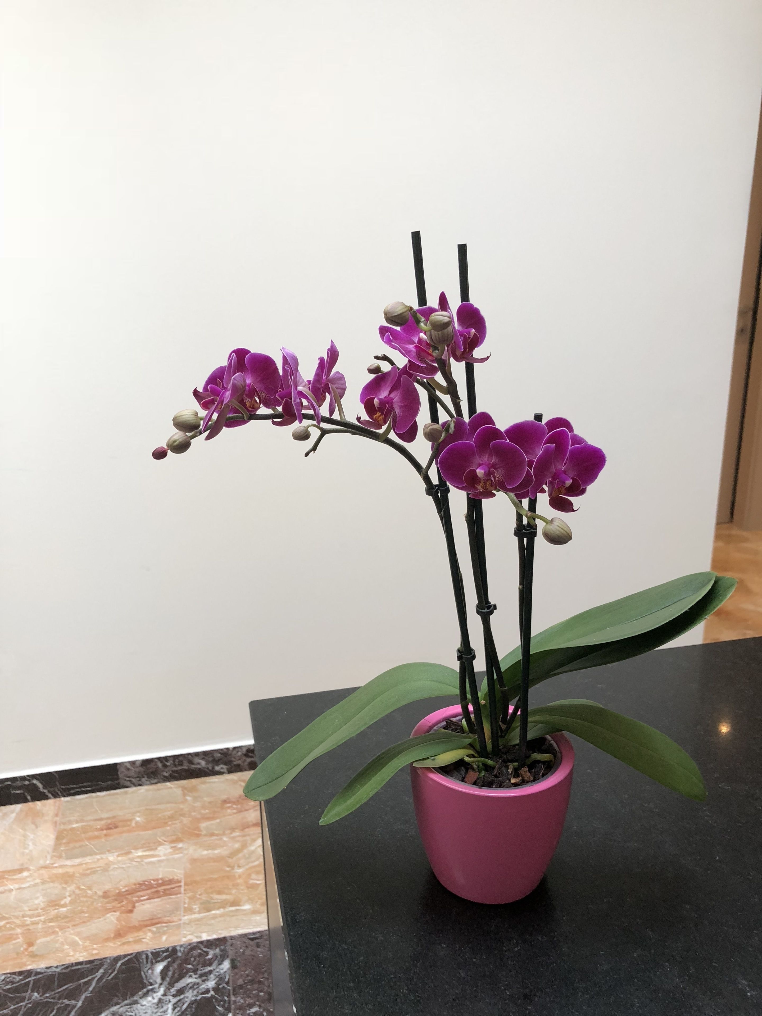 Eine Orchidee mit violetten Blüten in einem Topf auf einem schwarzen Tisch.