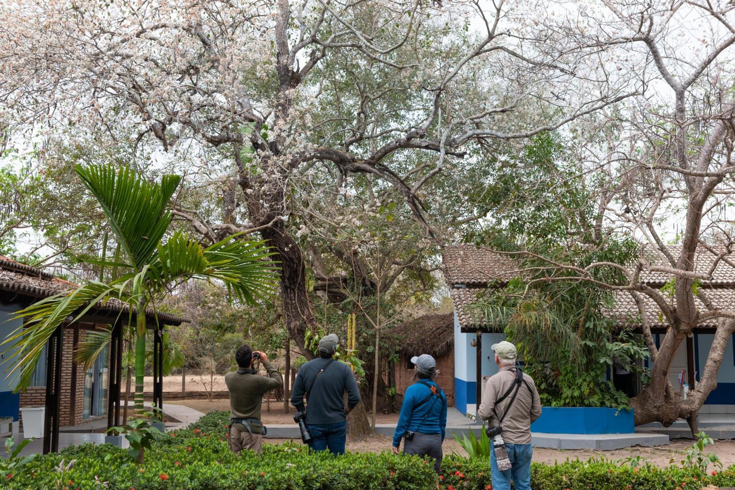 A courtyard with a traditional building, a palm tree, and a large tree with white blossoms.