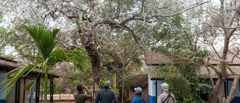 A courtyard with a traditional building, a palm tree, and a large tree with white blossoms.