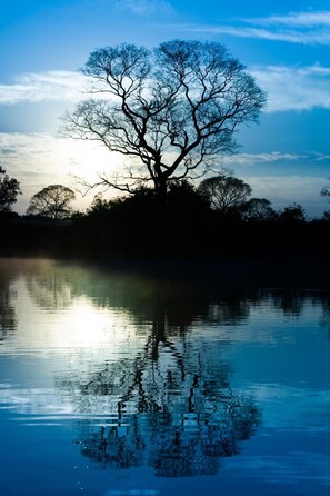 Uma árvore refletida em águas calmas sob um céu claro.