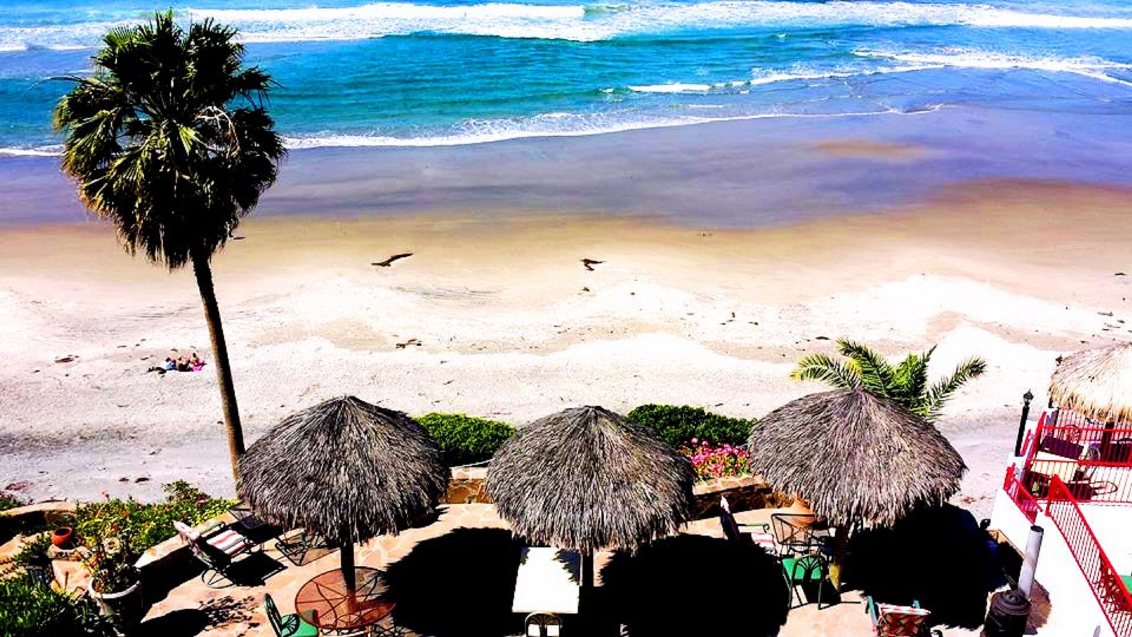 A beach with thatched umbrellas, a palm tree, and a view of the ocean.