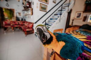 Pet-friendly amenities - Pousada Do Bispo (Cabo Frio)