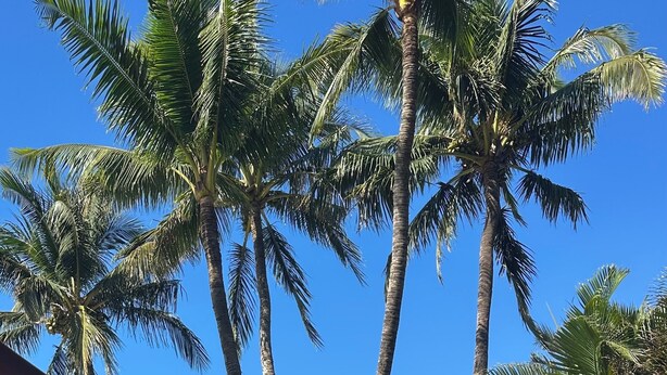 Un espace extérieur aménagé dans un style tropical, avec des palmiers, des chaises longues et un parasol rouge.