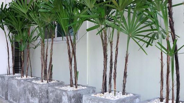 Una hilera de macetas de concreto con altas plantas de palma frente a una pared blanca.