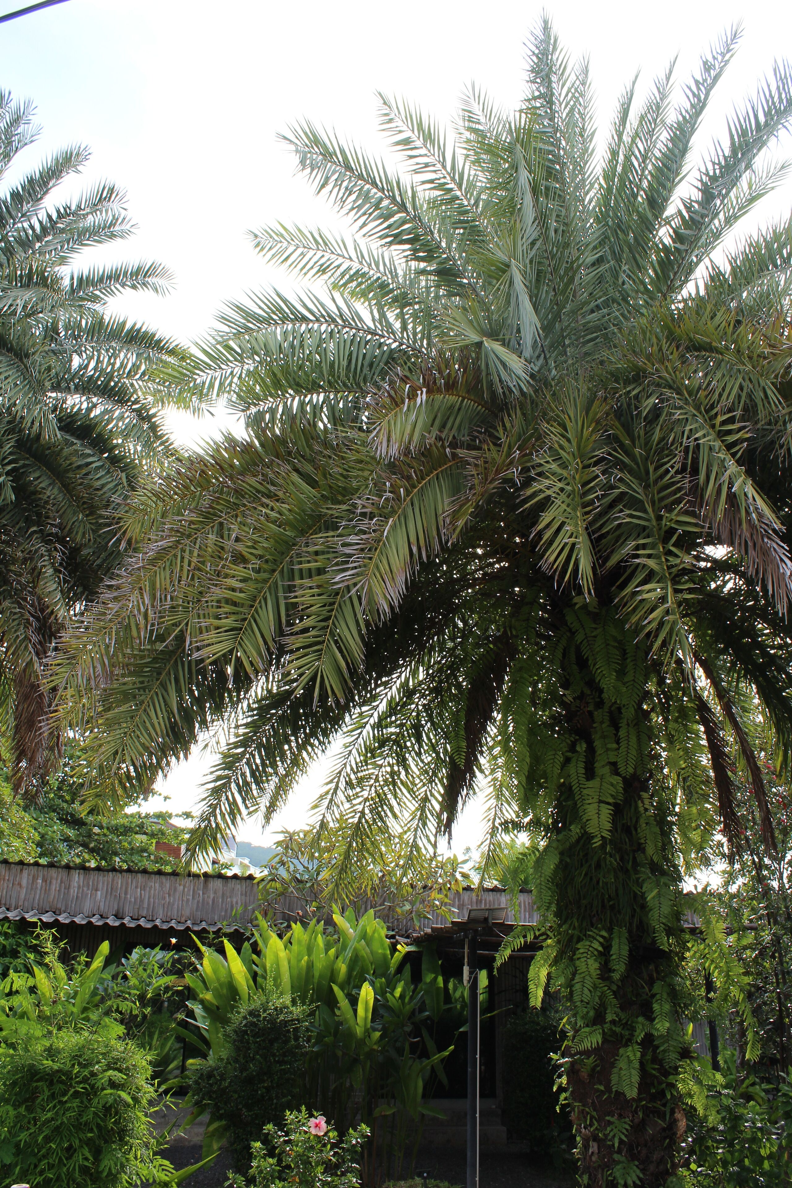 Foto - B Happy Resort - SHA ExtraPlus