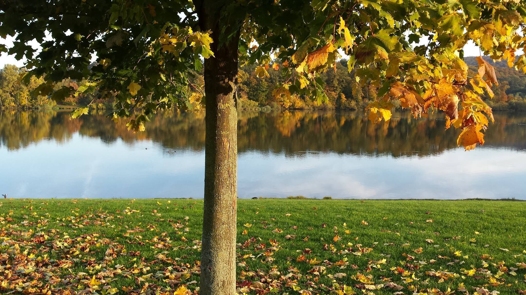 Un árbol con hojas otoñales frente a un lago tranquilo.