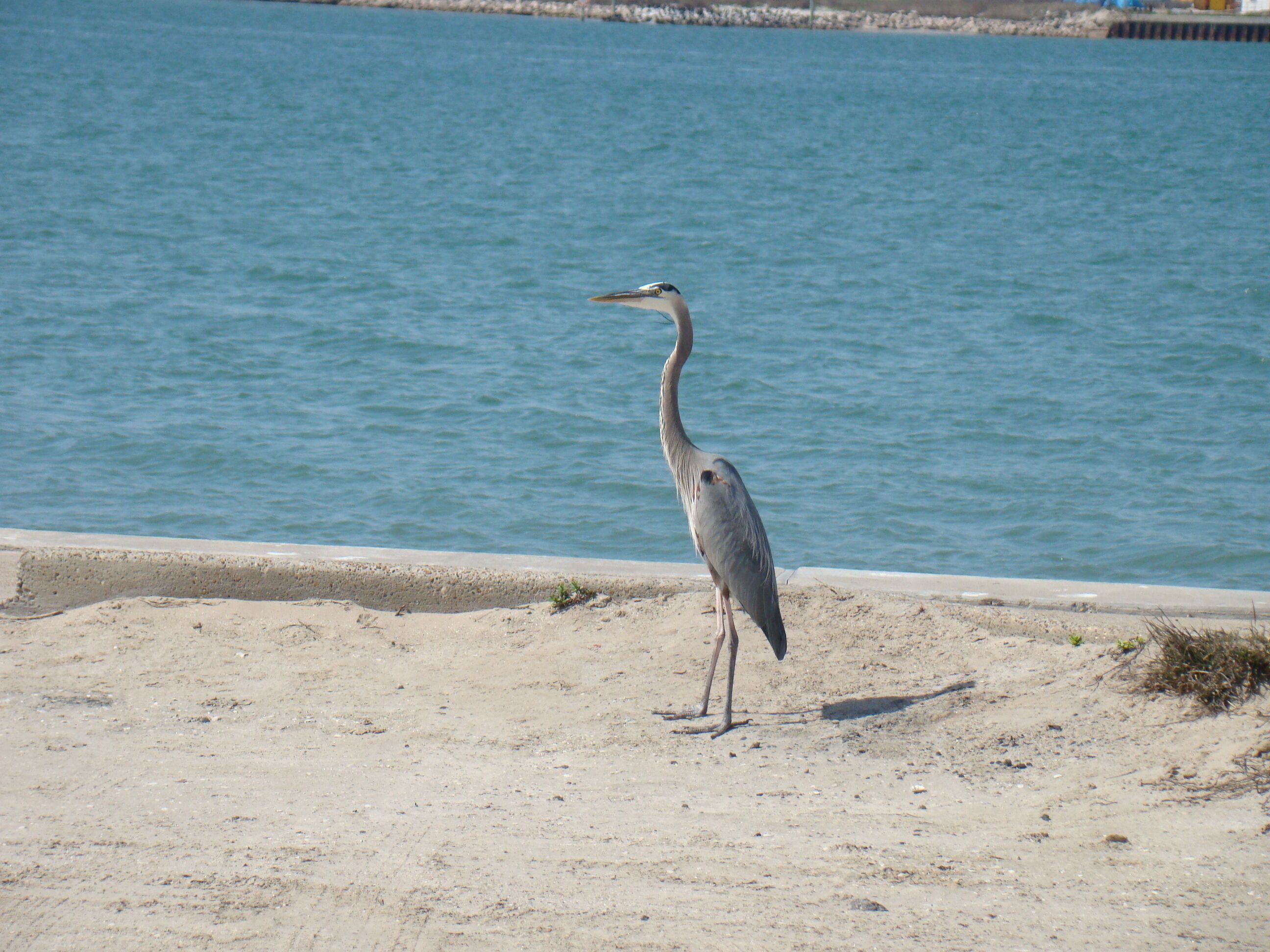 Een vogel die op een zanderig strand staat, met een waterpartij op de achtergrond.